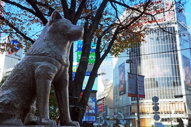 Art and Cafe × Shibuya Center-gai, Hachiko Statue, Takeshita Street &amp; Meiji Shrine — The Shared Culture and the Secret of Their Popularity